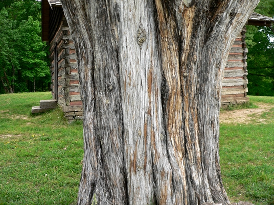 {Juniperus virginiana}
